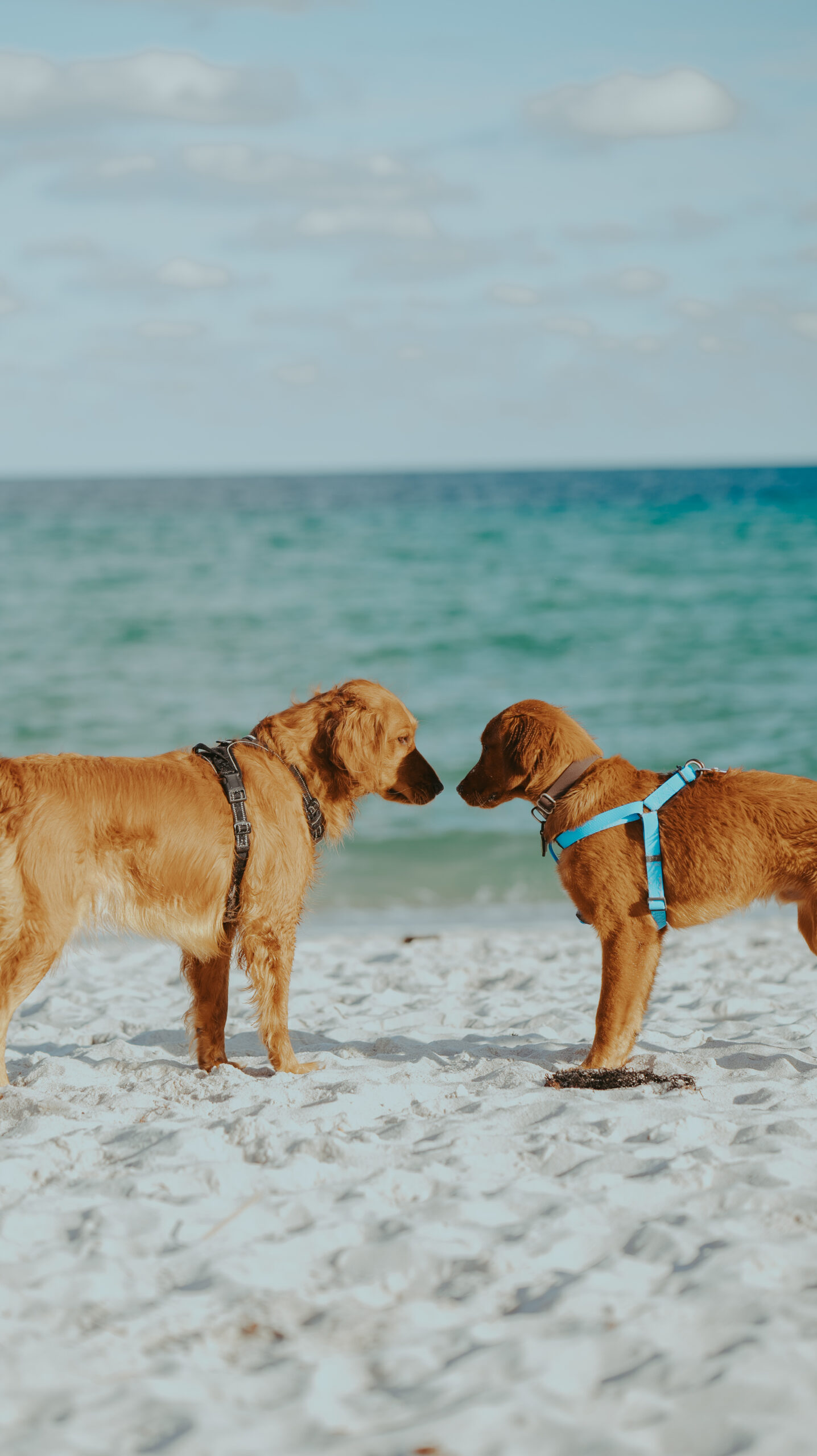 Hollywood Beach Dog Park