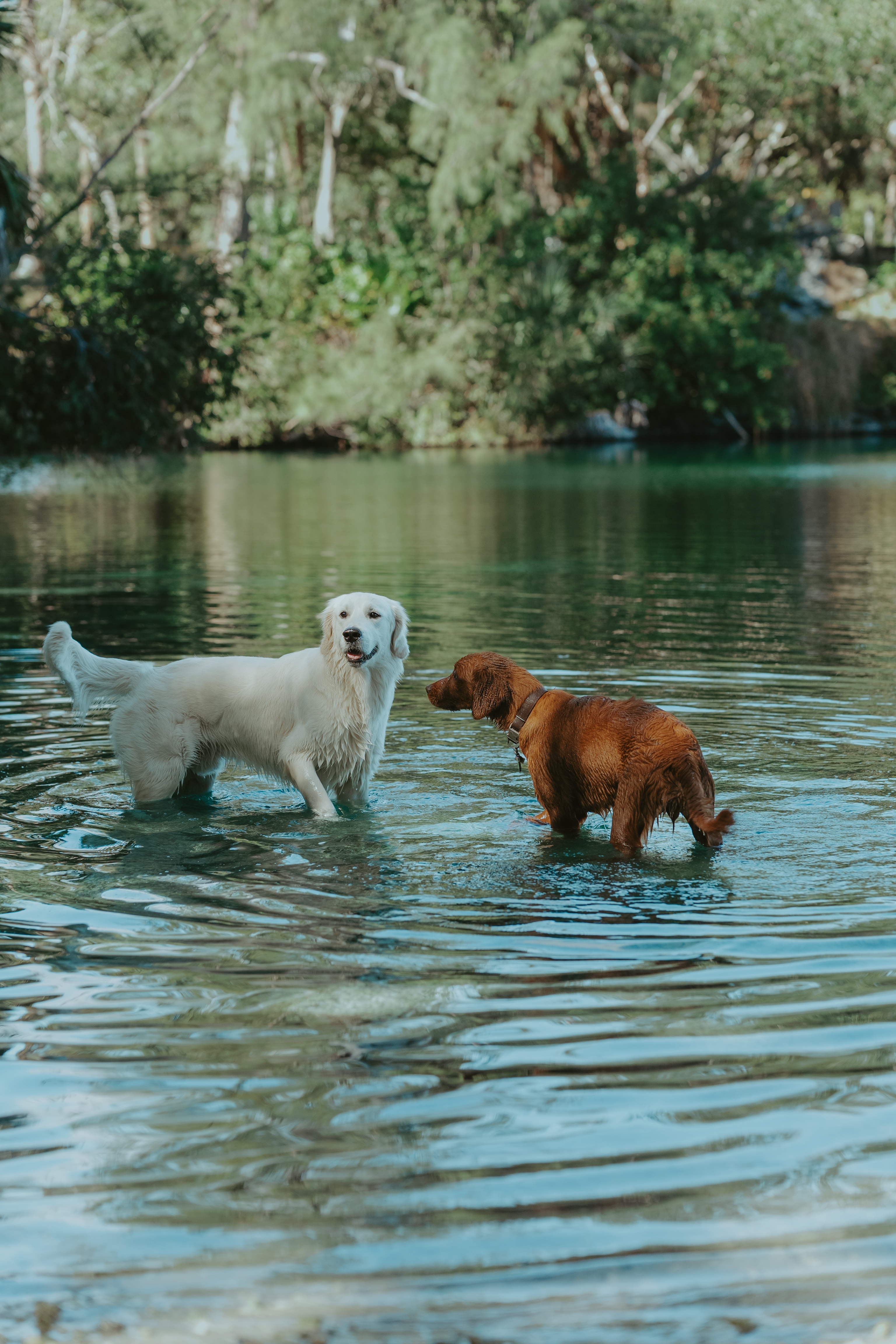 A Swim at Snyder Park